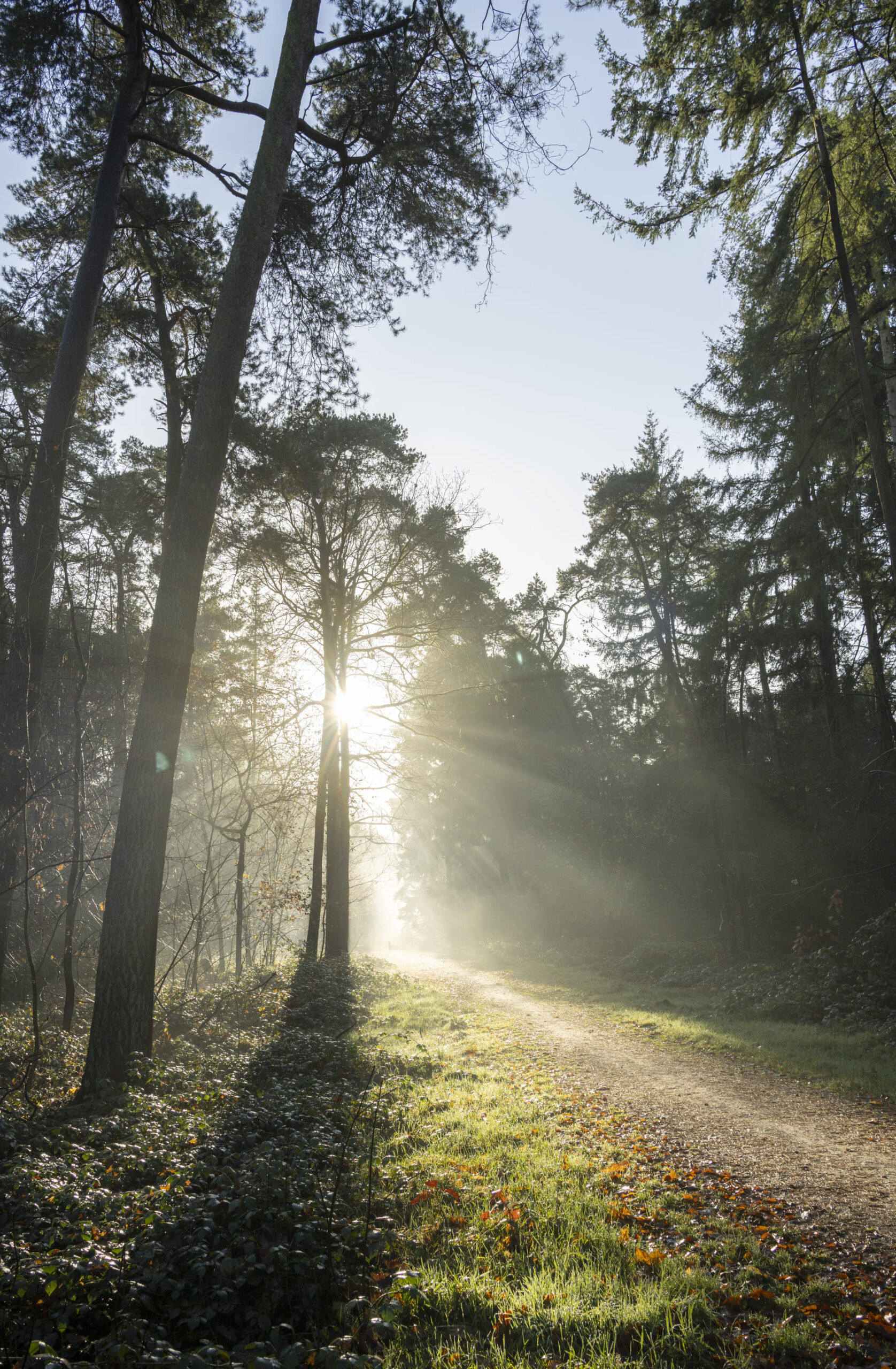 sun shining through trees in autumn forest 2026 01 09 10 38 13 utc scaled - Noach Uitvaartzorg